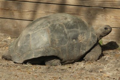 Blazing Tortoise