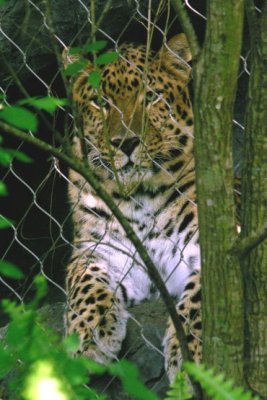 Caged Leopard