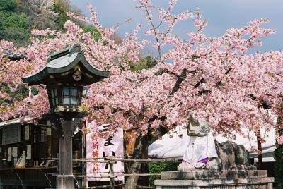 Sakura Season in Kyoto