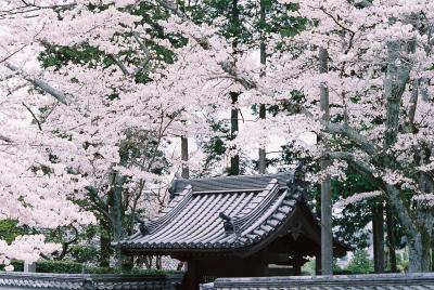 NanzenJi...beautiful all year round