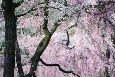 Simply Misty Pink