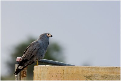 African Harrier Hawk