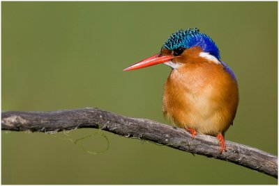 Malachite Kingfisher, Intaka Island