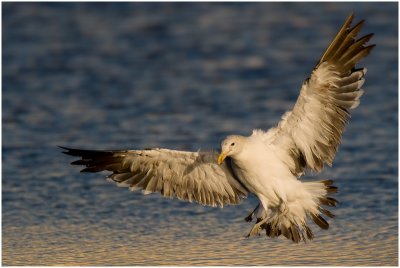 Cape Kelp Gull