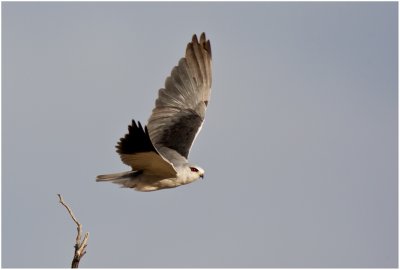 Black-shouldered Kite