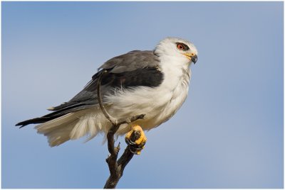 Black-shouldered Kite