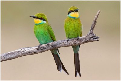 Swallowtailed Bee-eaters