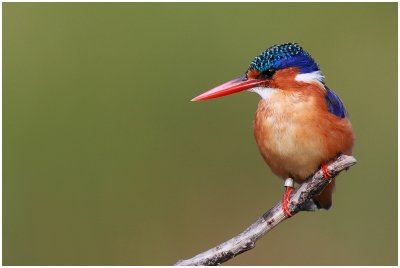 Malachite Kingfisher, Intaka Island