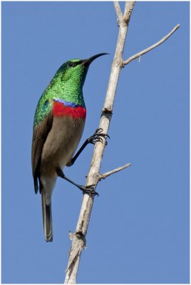Lesser Doublecollared Sunbird