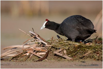 Red-knobbed Coot