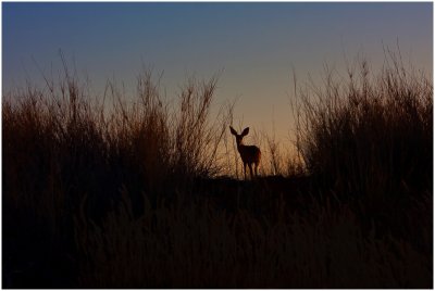 Steenbok Silhouette