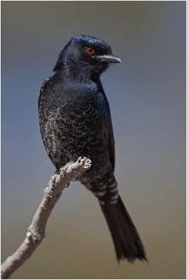 Fork-tailed Drongo