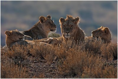 Backlit Lions