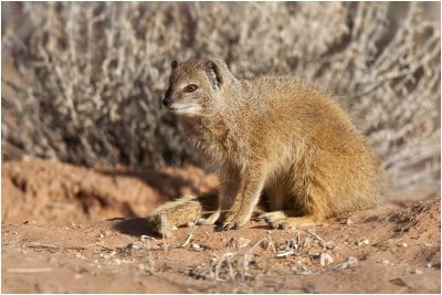 Yellow Mongoose