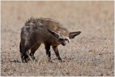 Bat-eared Fox