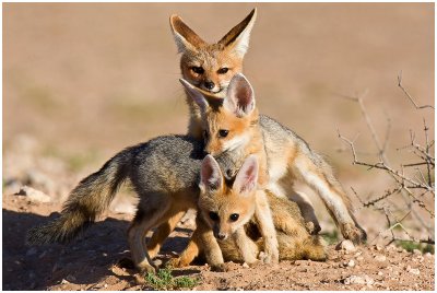 Jackal & Foxes of  the Kgalagadi
