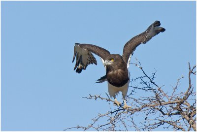 Blackchested Snake Eagle