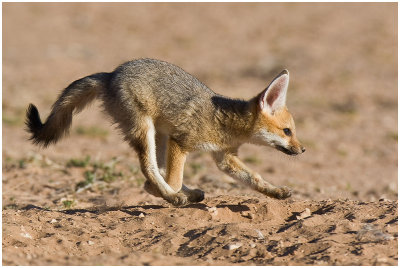 Cape Fox pup