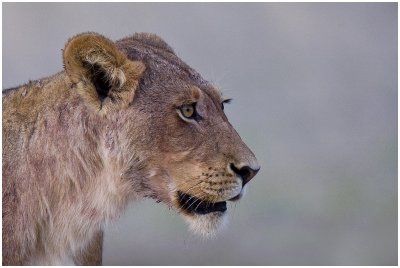 Lioness at Rooikop