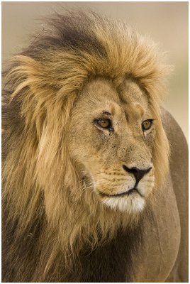 Lion at Rooikop
