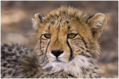 Sub-adult Cheetah