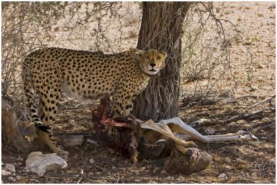Collared cheetah on Springbok kill