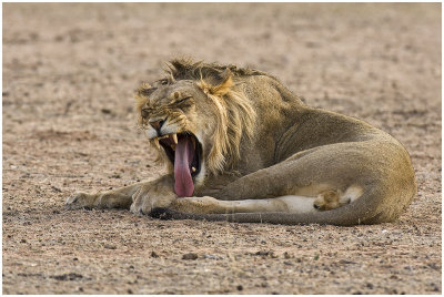 Lion displaying