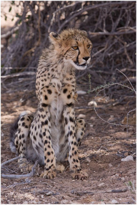 Sub-adult Cheetah