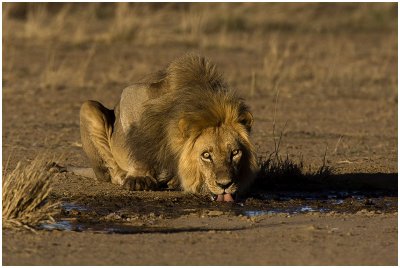 Lion at Polentswa