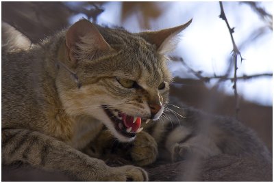 African Wild Cat