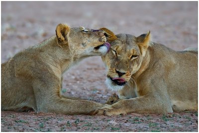 Lions at Munro