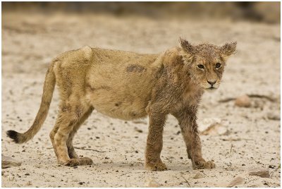 Scruffy looking cub