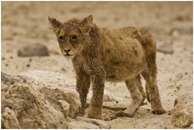 Scruffy looking cub