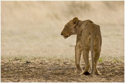 Lioness at Rooikop