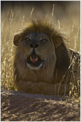 Old Lion at Dalkeith