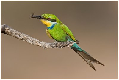 Birds of the Kgalagadi