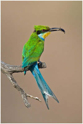 Swallow-tailed Bee-eater