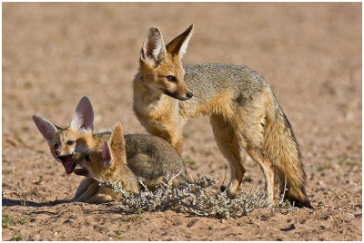 Cape Fox family