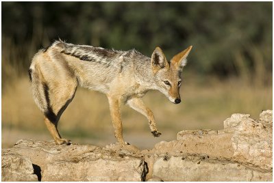 Black-backed Jackal