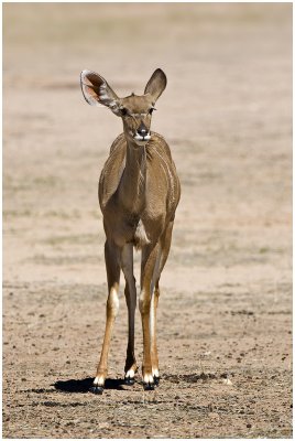 Young Kudu