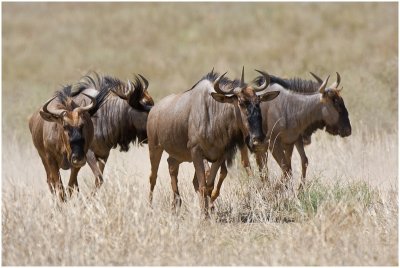 Blue Wildebeest