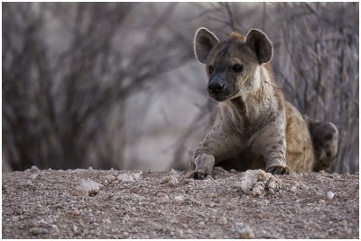 Hyena guarding the den near Urikaruus