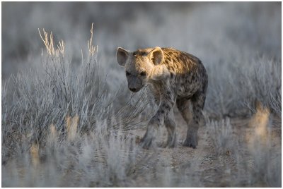 Sub-adult Hyena
