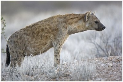 Mother Hyena
