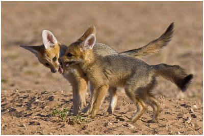 Playful Cape Fox pups