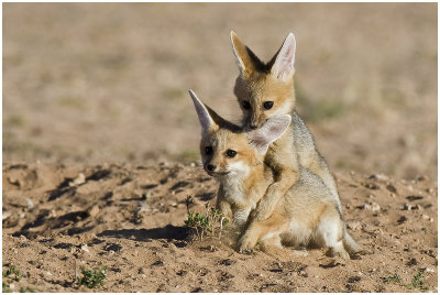 Cape Fox pups