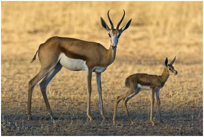 Antelope of the Kgalagadi