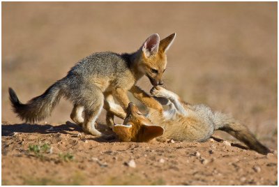 Playful Cape Fox pups