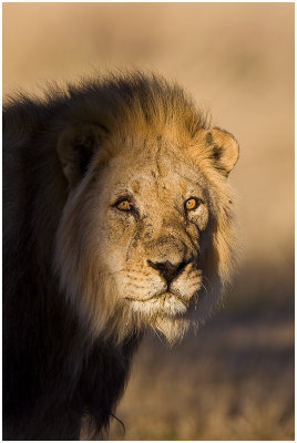 Polentswa Lion
