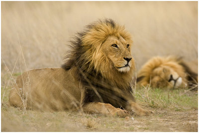  Cats of the Kgalagadi